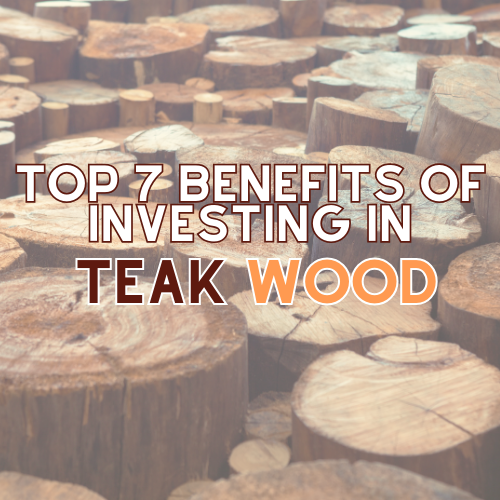 investing in teak wood